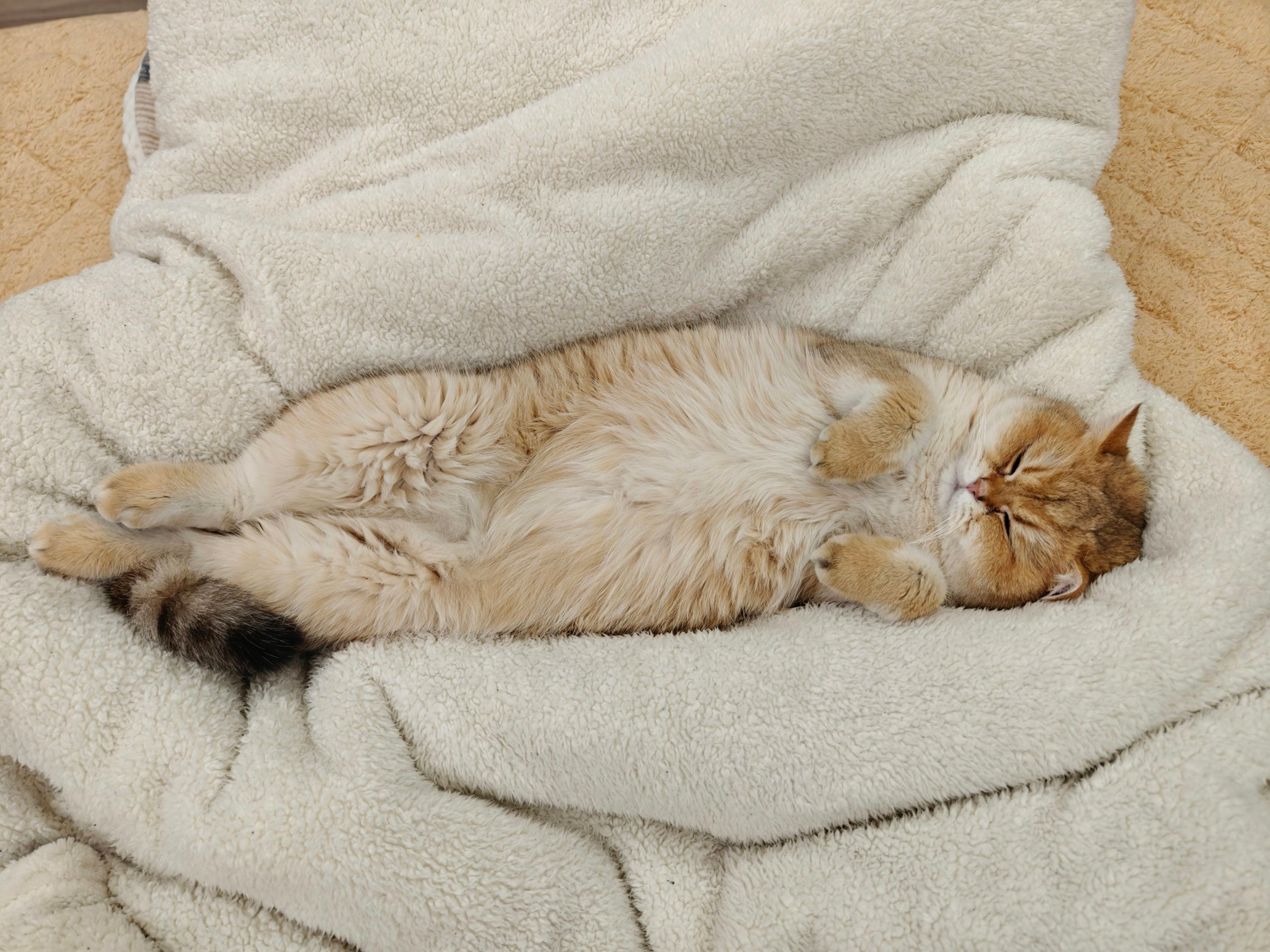 Cute cat relaxing in a cozy bed