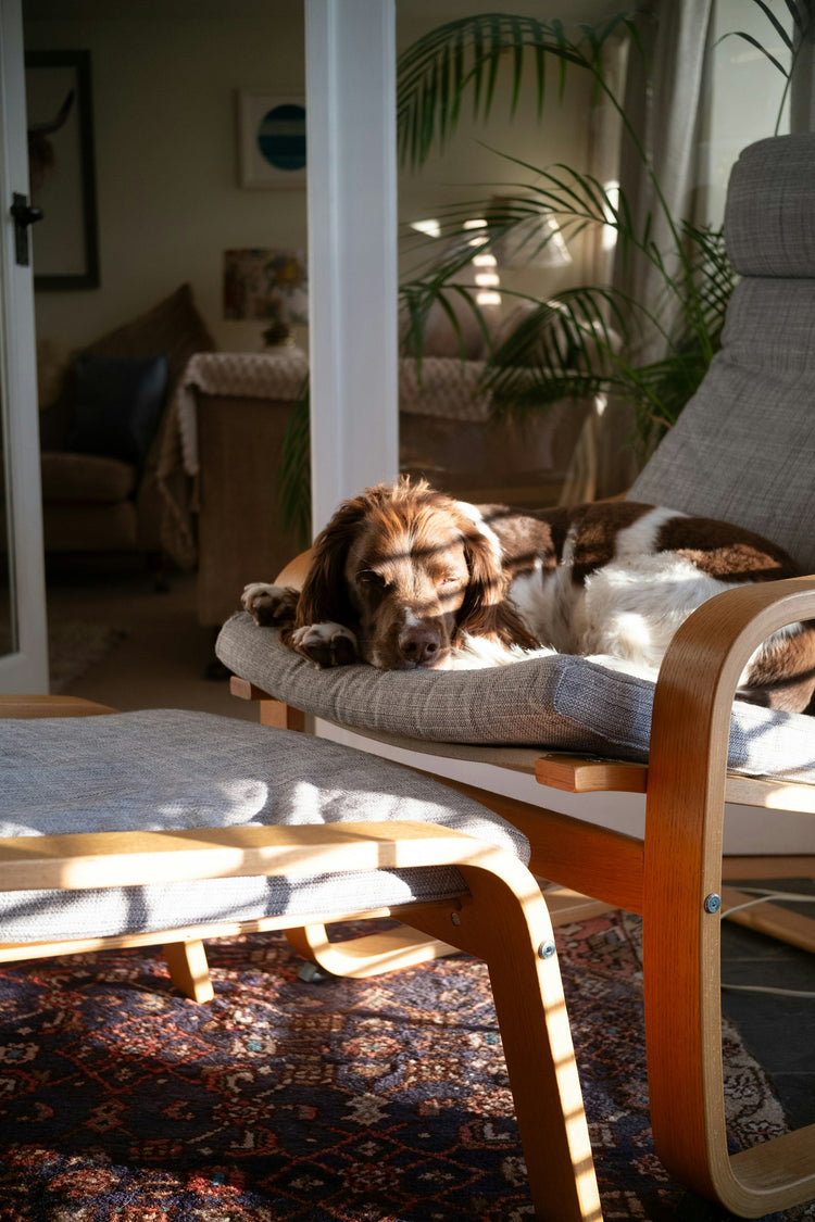 Comfort and home for pets