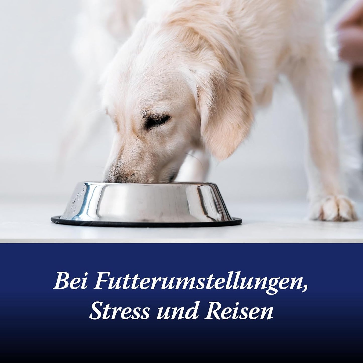 Canosept Darmflora Hund - Präbiotika & Probiotika Hund - Unterstützt bei Verdauungsstörungen - Hund Darmflora Aufbauen - Darmsarnierung Hund - Hund Verdauung fördern durch Darmkur Hund - 30 Tabletten