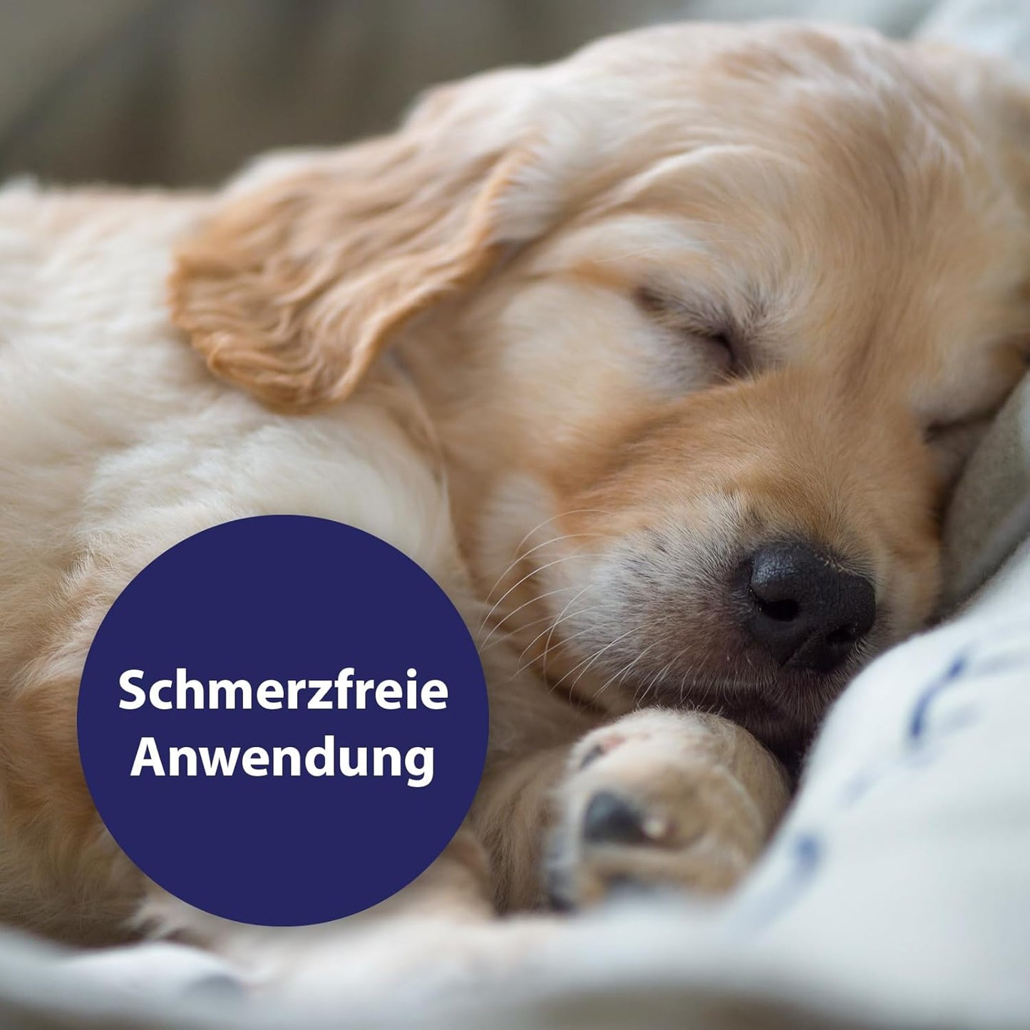 Canosept Darmflora Hund - Präbiotika & Probiotika Hund - Unterstützt bei Verdauungsstörungen - Hund Darmflora Aufbauen - Darmsarnierung Hund - Hund Verdauung fördern durch Darmkur Hund - 30 Tabletten