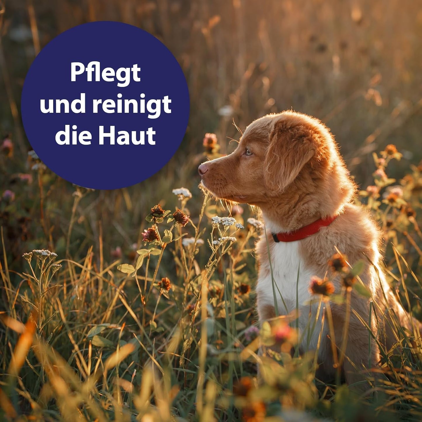 Canosept Darmflora Hund - Präbiotika & Probiotika Hund - Unterstützt bei Verdauungsstörungen - Hund Darmflora Aufbauen - Darmsarnierung Hund - Hund Verdauung fördern durch Darmkur Hund - 30 Tabletten