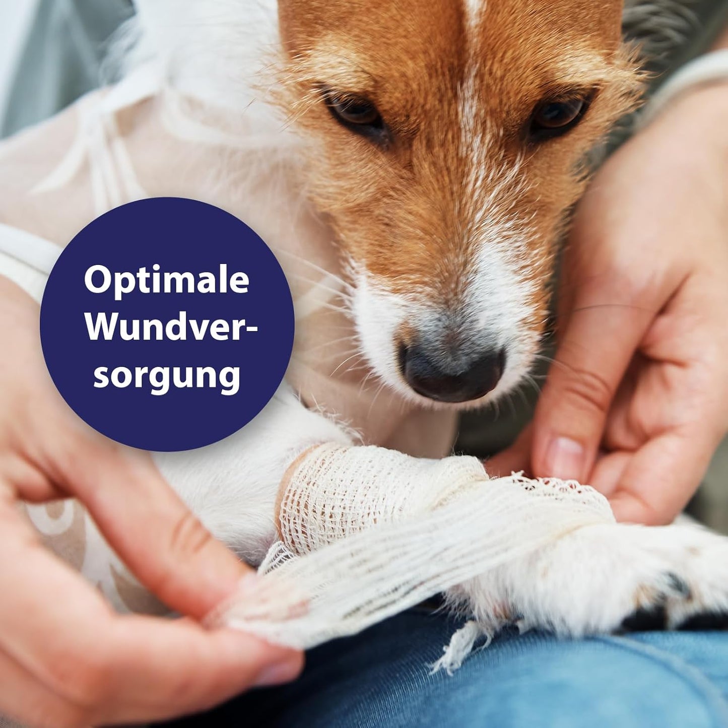 Canosept Darmflora Hund - Präbiotika & Probiotika Hund - Unterstützt bei Verdauungsstörungen - Hund Darmflora Aufbauen - Darmsarnierung Hund - Hund Verdauung fördern durch Darmkur Hund - 30 Tabletten