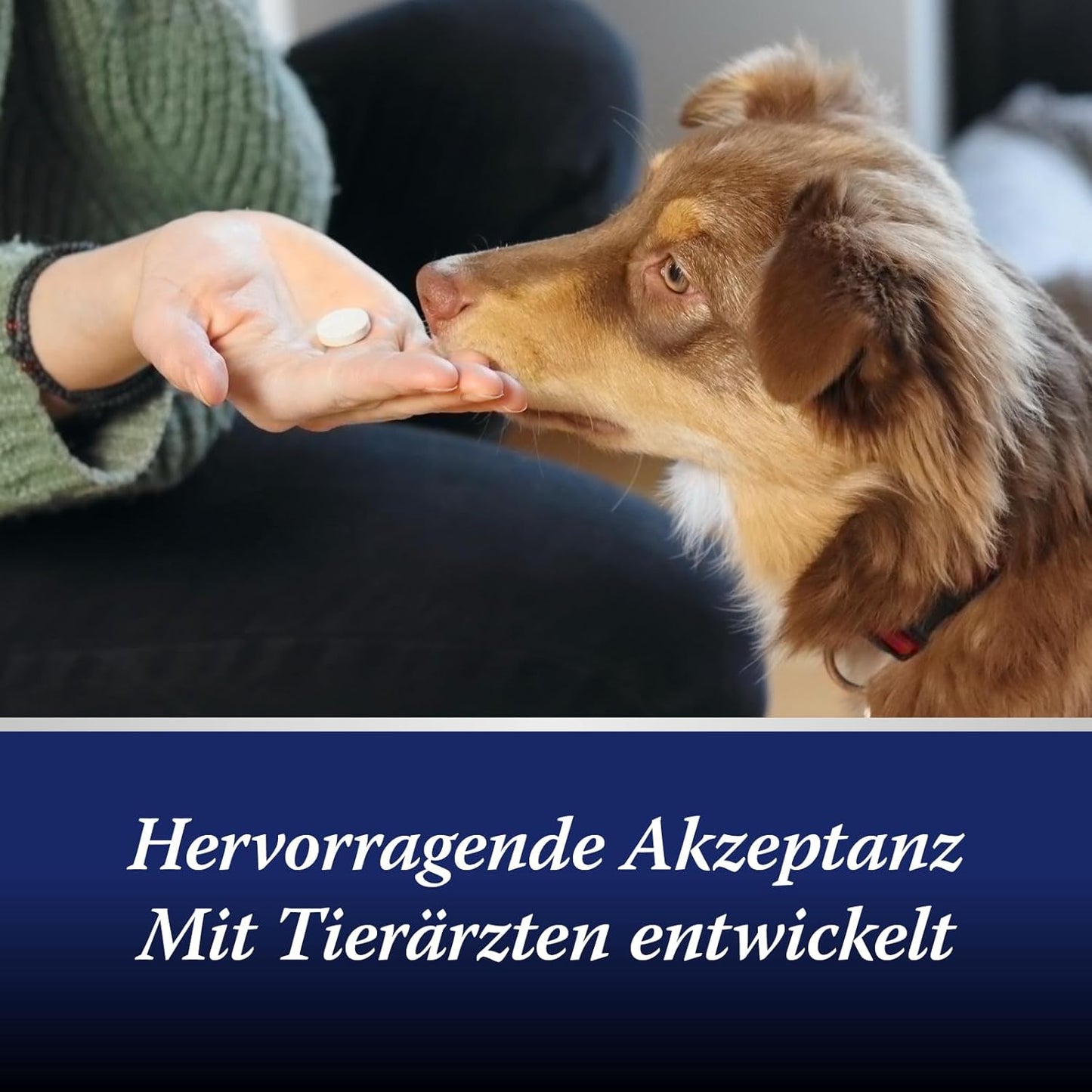 Canosept Darmflora Hund - Präbiotika & Probiotika Hund - Unterstützt bei Verdauungsstörungen - Hund Darmflora Aufbauen - Darmsarnierung Hund - Hund Verdauung fördern durch Darmkur Hund - 30 Tabletten