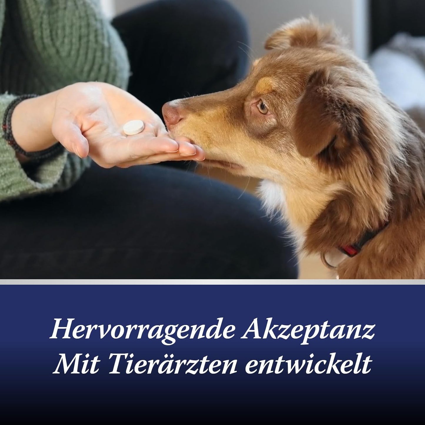 Canosept Darmflora Hund - Präbiotika & Probiotika Hund - Unterstützt bei Verdauungsstörungen - Hund Darmflora Aufbauen - Darmsarnierung Hund - Hund Verdauung fördern durch Darmkur Hund - 30 Tabletten