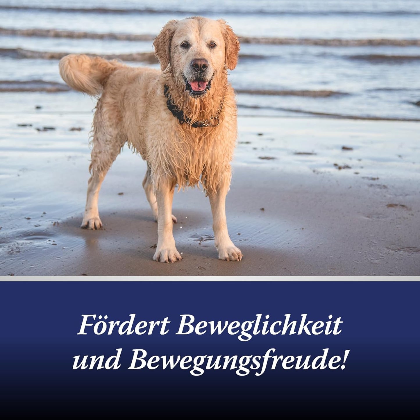 Canosept Darmflora Hund - Präbiotika & Probiotika Hund - Unterstützt bei Verdauungsstörungen - Hund Darmflora Aufbauen - Darmsarnierung Hund - Hund Verdauung fördern durch Darmkur Hund - 30 Tabletten
