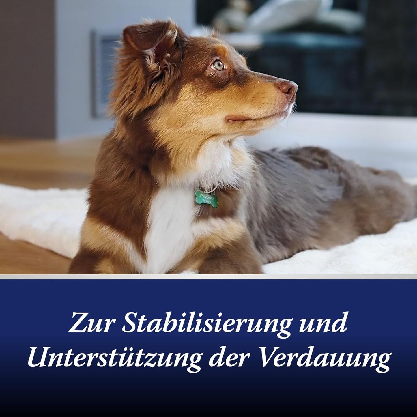 Canosept Darmflora Hund - Präbiotika & Probiotika Hund - Unterstützt bei Verdauungsstörungen - Hund Darmflora Aufbauen - Darmsarnierung Hund - Hund Verdauung fördern durch Darmkur Hund - 30 Tabletten