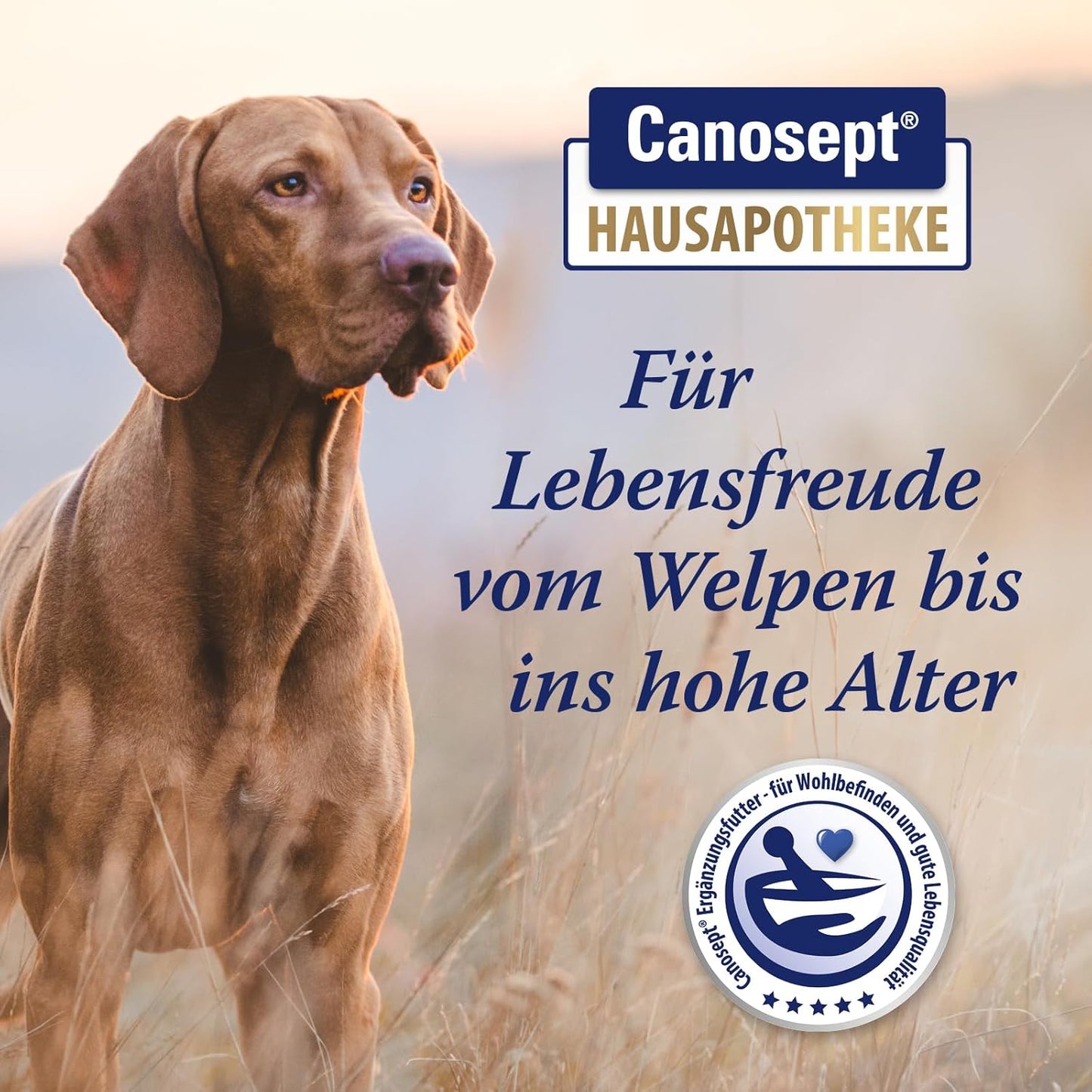 Canosept Darmflora Hund - Präbiotika & Probiotika Hund - Unterstützt bei Verdauungsstörungen - Hund Darmflora Aufbauen - Darmsarnierung Hund - Hund Verdauung fördern durch Darmkur Hund - 30 Tabletten