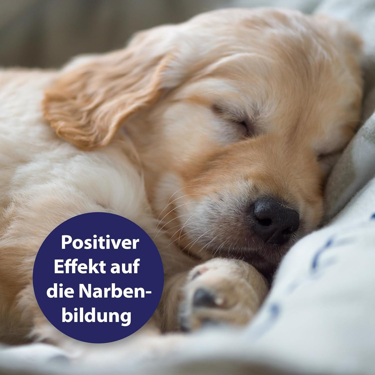 Canosept Darmflora Hund - Präbiotika & Probiotika Hund - Unterstützt bei Verdauungsstörungen - Hund Darmflora Aufbauen - Darmsarnierung Hund - Hund Verdauung fördern durch Darmkur Hund - 30 Tabletten