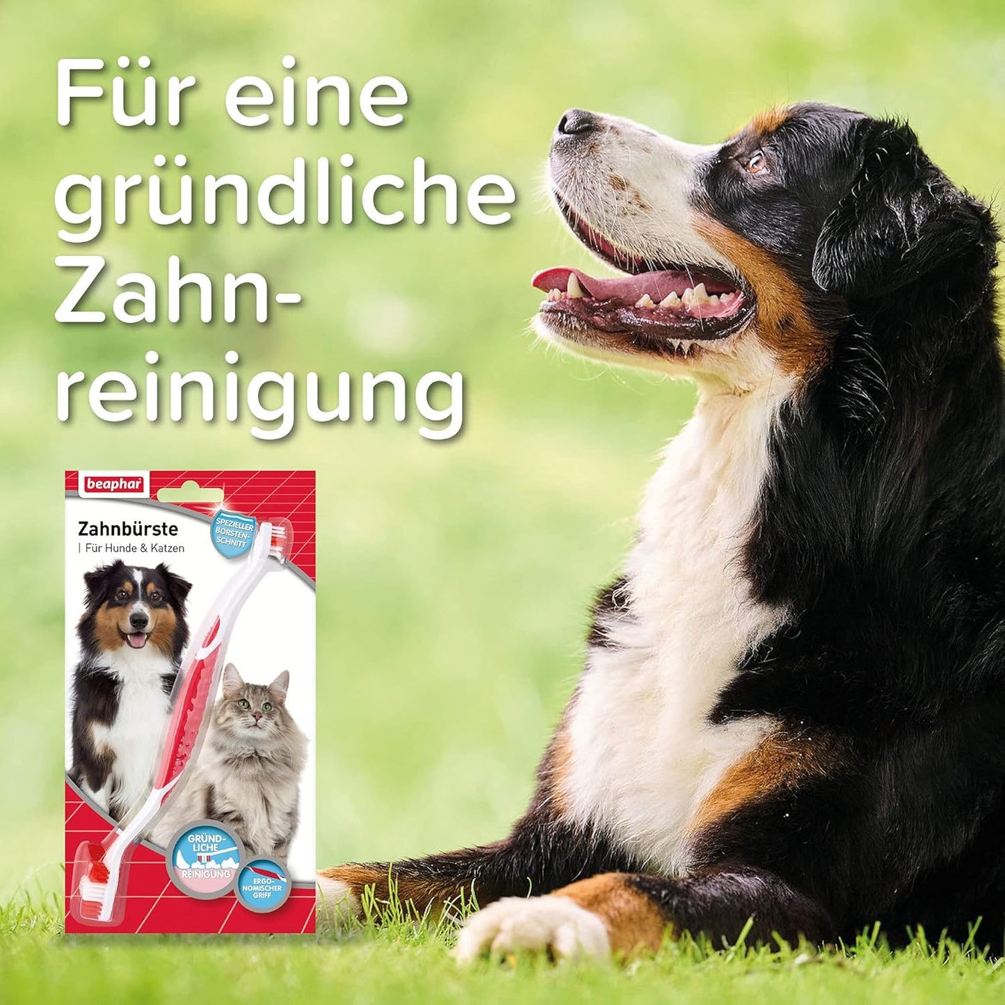 BEAPHAR - Zahnpasta Für Hunde Und Katzen - Schützt vor Plaque Und Zahnstein - Mit Leber-Geschmack - Ohne Fluoride - 100 g