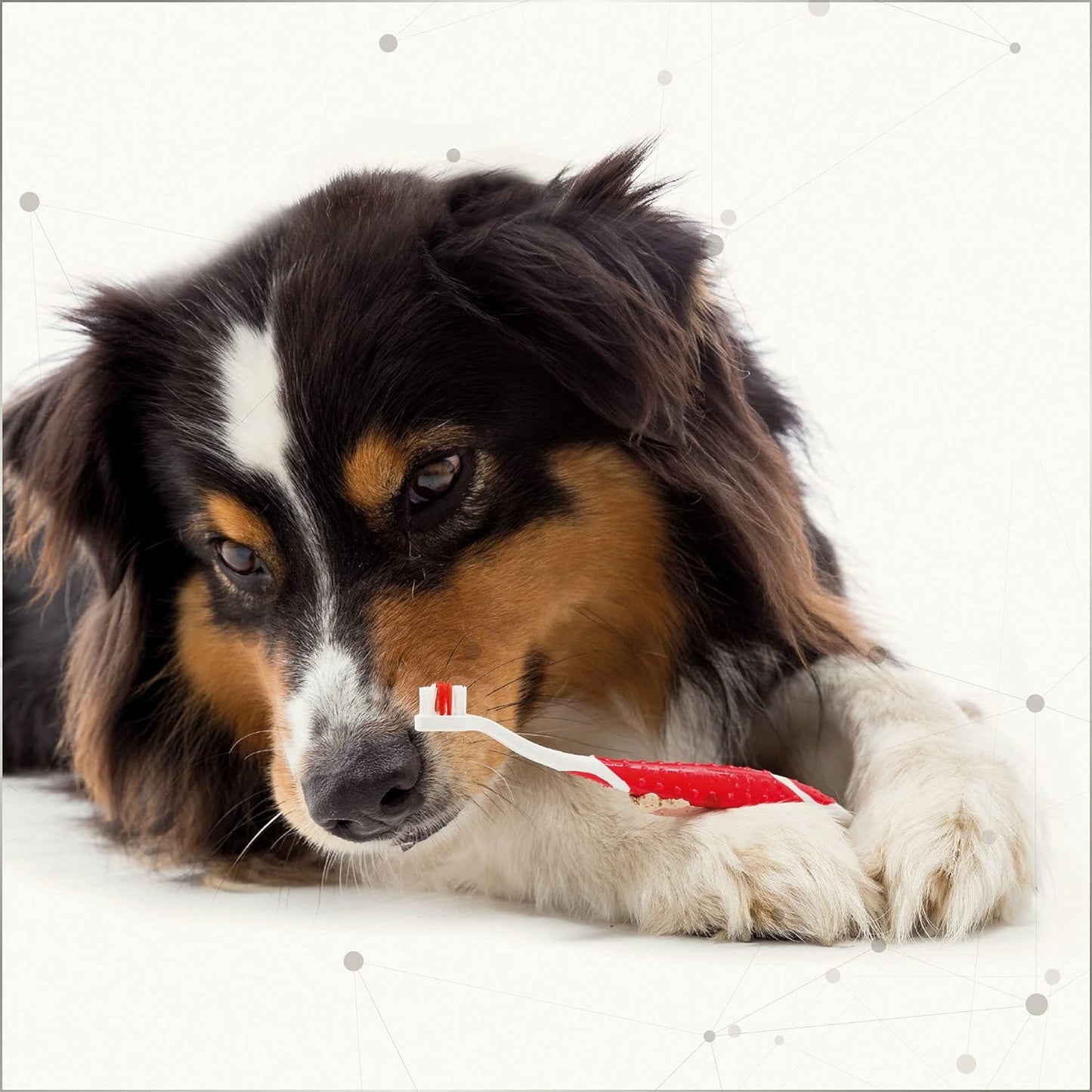 BEAPHAR - Zahnpasta Für Hunde Und Katzen - Schützt vor Plaque Und Zahnstein - Mit Leber-Geschmack - Ohne Fluoride - 100 g