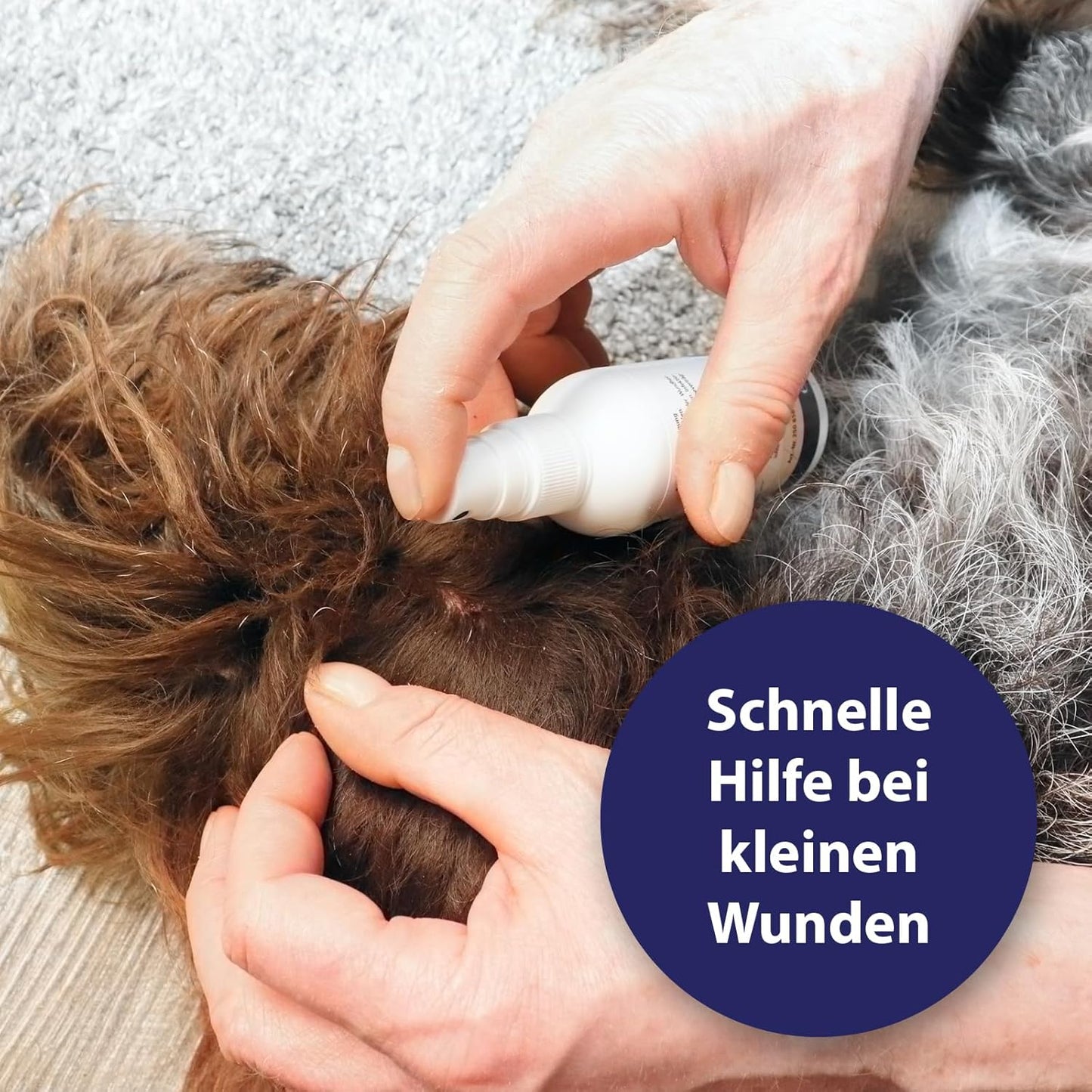 Canosept Darmflora Hund - Präbiotika & Probiotika Hund - Unterstützt bei Verdauungsstörungen - Hund Darmflora Aufbauen - Darmsarnierung Hund - Hund Verdauung fördern durch Darmkur Hund - 30 Tabletten
