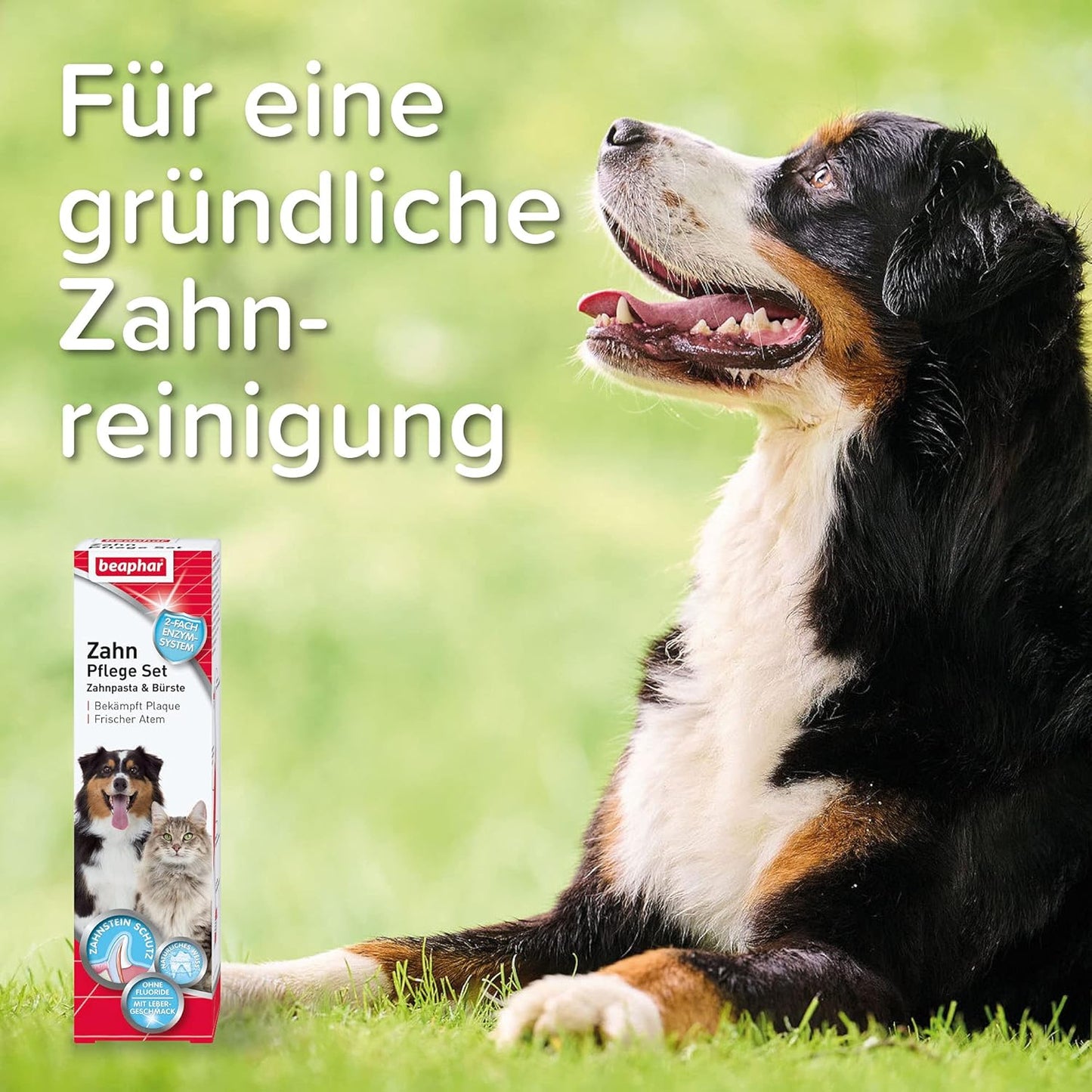 BEAPHAR - Zahnpasta Für Hunde Und Katzen - Schützt vor Plaque Und Zahnstein - Mit Leber-Geschmack - Ohne Fluoride - 100 g