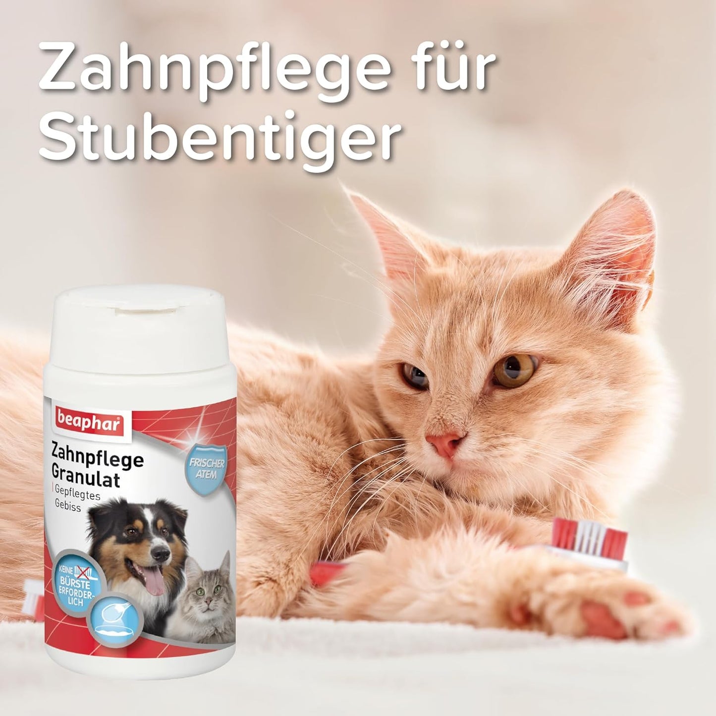 BEAPHAR - Zahnpasta Für Hunde Und Katzen - Schützt vor Plaque Und Zahnstein - Mit Leber-Geschmack - Ohne Fluoride - 100 g