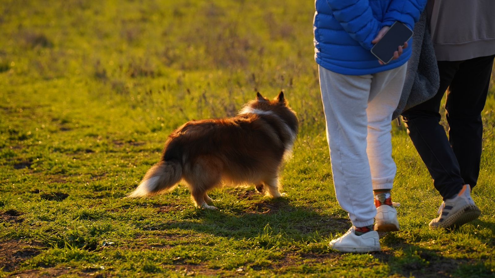 Pet walk and travel essentials